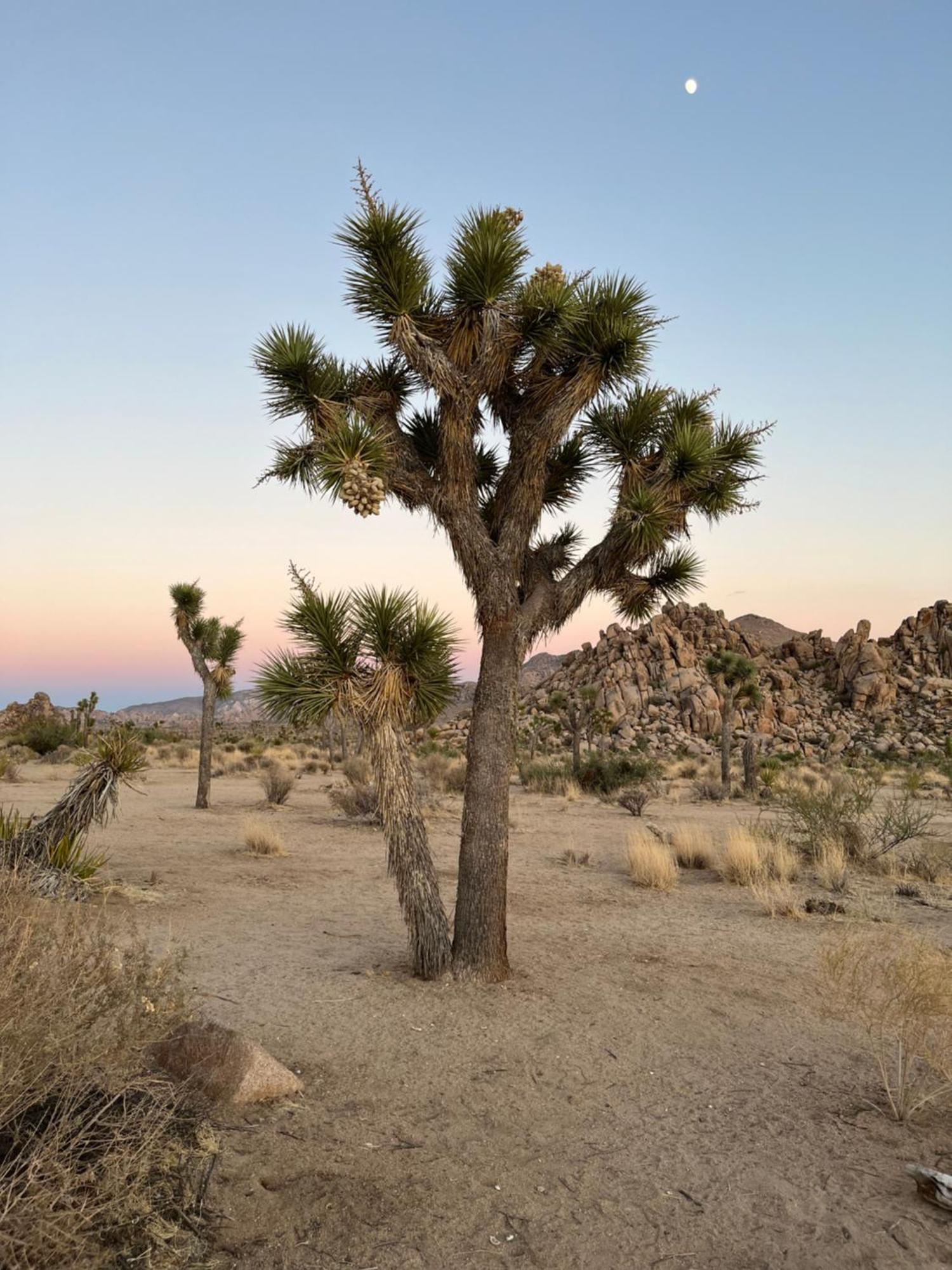 Villa The Joshua Tree House Esterno foto