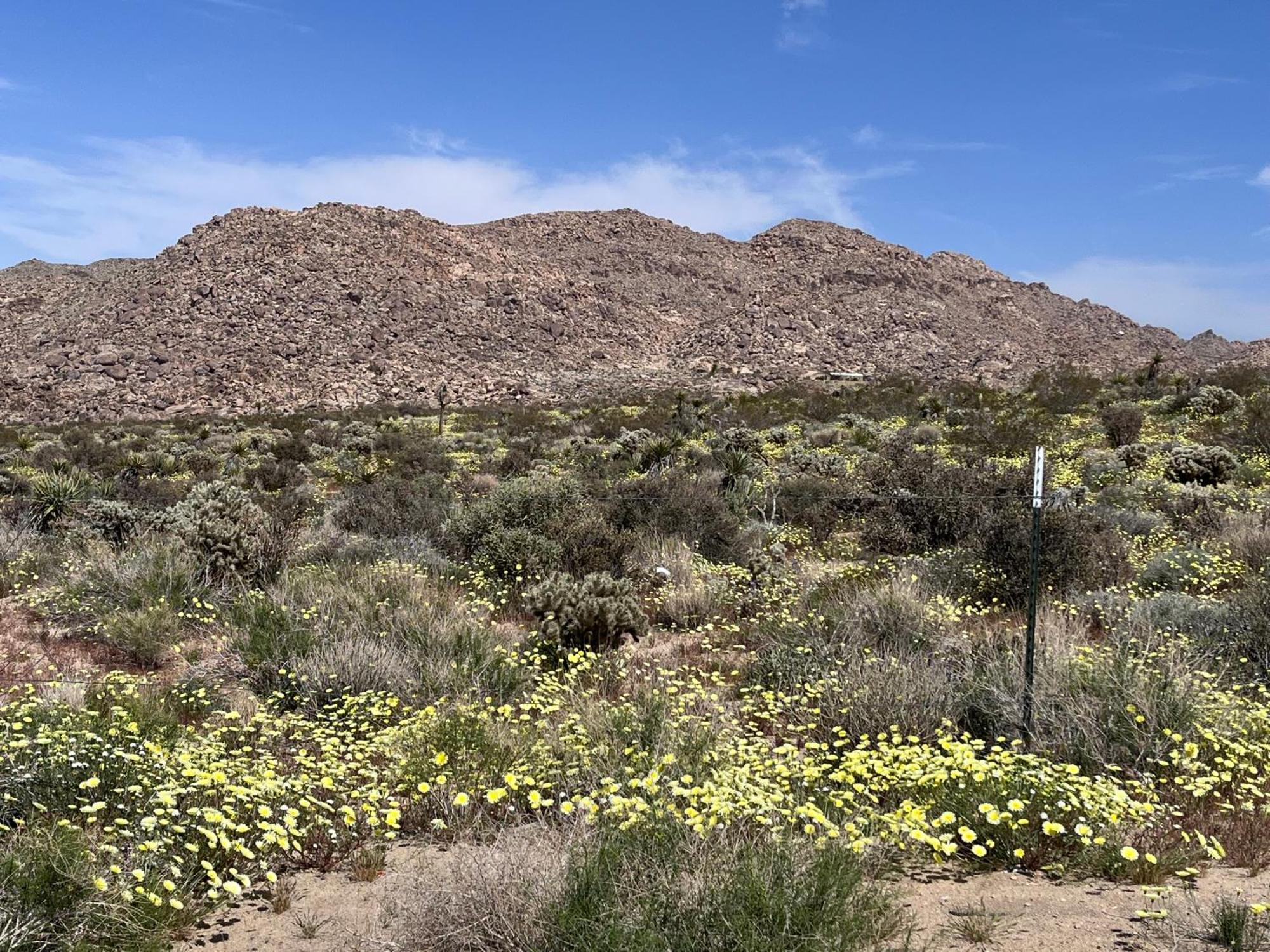 Villa The Joshua Tree House Esterno foto