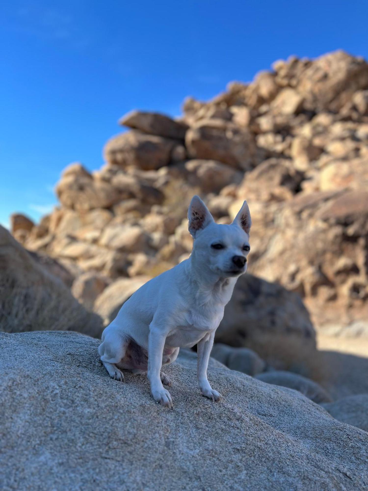 Villa The Joshua Tree House Esterno foto